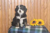 Wally, a male Miniature Bernedoodle for sale in Stevensville, MT – 2 of 3