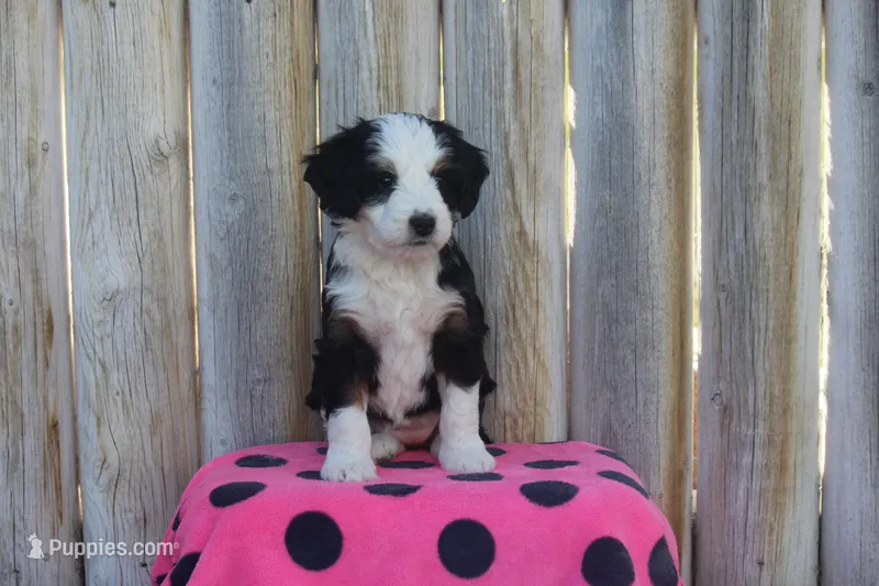 Willow – Miniature Bernedoodle puppy for sale in Stevensville, MT