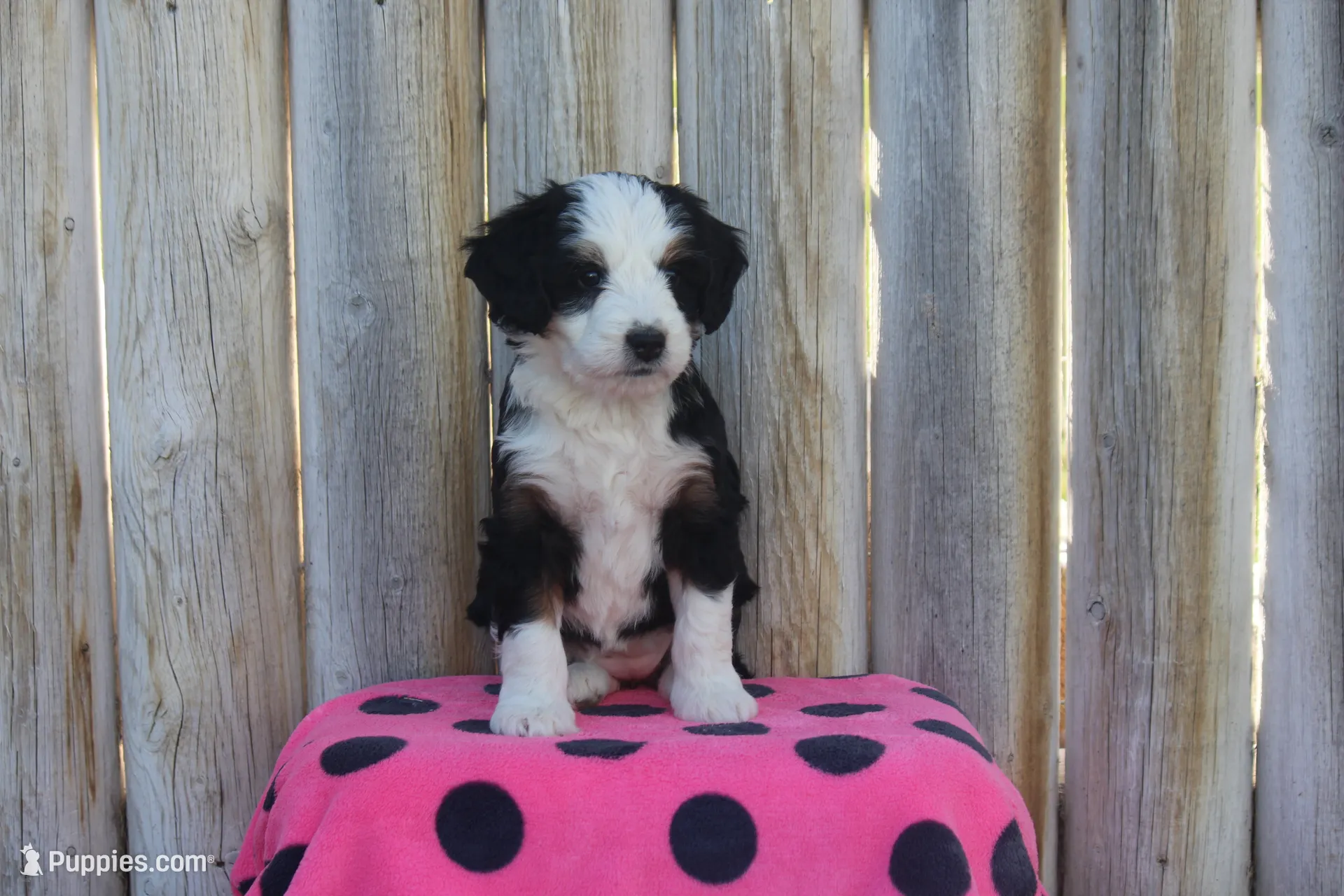Willow, a female Miniature Bernedoodle for sale in Stevensville, MT – 1 of 3