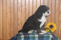 Wrangler, a male Miniature Bernedoodle for sale in Stevensville, MT – 2 of 4