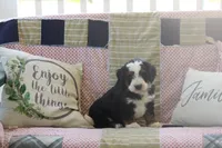 Zowey, a male Miniature Bernedoodle for sale in Stevensville, MT – 4 of 5