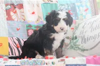 Asher, a male Miniature Bernedoodle for sale in Stevensville, MT – 3 of 4