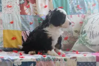 Akins, a male Miniature Bernedoodle for sale in Stevensville, MT – 4 of 4