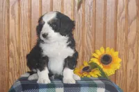 Watson, a male Miniature Bernedoodle for sale in Stevensville, MT – 3 of 4