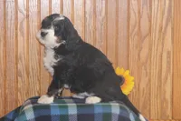 Wrangler, a male Miniature Bernedoodle for sale in Stevensville, MT – 4 of 4