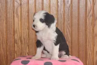 Wrenney, a female Miniature Bernedoodle for sale in Stevensville, MT – 3 of 4
