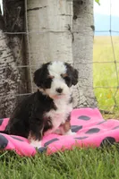 Yasemine, a female Miniature Bernedoodle for sale in Stevensville, MT – 3 of 3