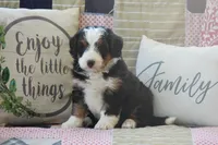 Zykie, a male Miniature Bernedoodle for sale in Stevensville, MT – 2 of 4