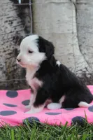 Yenny, a female Miniature Bernedoodle for sale in Stevensville, MT – 3 of 3