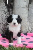 Yona, a female Miniature Bernedoodle for sale in Stevensville, MT – 1 of 3