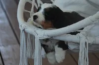 Zowey, a male Miniature Bernedoodle for sale in Stevensville, MT – 5 of 5