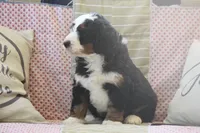 Zowey, a male Miniature Bernedoodle for sale in Stevensville, MT – 2 of 5