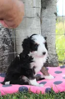 Yancy, a female Miniature Bernedoodle for sale in Stevensville, MT – 2 of 3