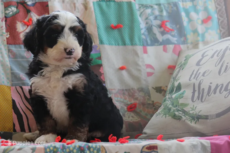 Asher – Miniature Bernedoodle puppy for sale in Stevensville, MT