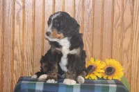 Waldo, a male Miniature Bernedoodle for sale in Stevensville, MT – 4 of 4