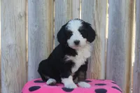 Wayla, a female Miniature Bernedoodle for sale in Stevensville, MT – 2 of 3