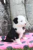 Yenny, a female Miniature Bernedoodle for sale in Stevensville, MT – 2 of 3