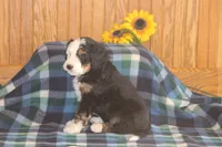 Wade, a male Miniature Bernedoodle for sale in Stevensville, MT – 2 of 6