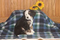 Wade, a male Miniature Bernedoodle for sale in Stevensville, MT – 4 of 6