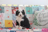Alec, a male Miniature Bernedoodle for sale in Stevensville, MT – 4 of 4