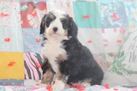 Angie, a female Miniature Bernedoodle for sale in Stevensville, MT – 3 of 3
