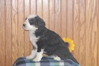 Watson, a male Miniature Bernedoodle for sale in Stevensville, MT – 4 of 4