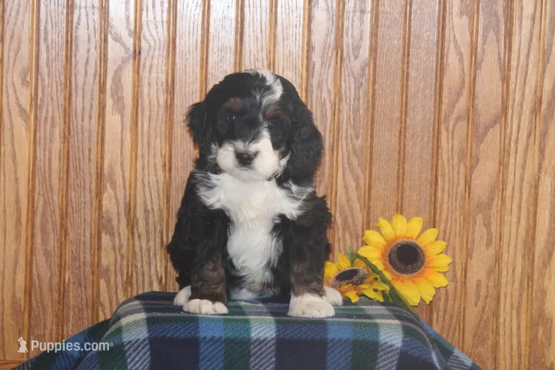 Wrangler – Miniature Bernedoodle puppy for sale in Stevensville, MT