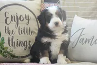 Zykie, a male Miniature Bernedoodle for sale in Stevensville, MT – 3 of 4