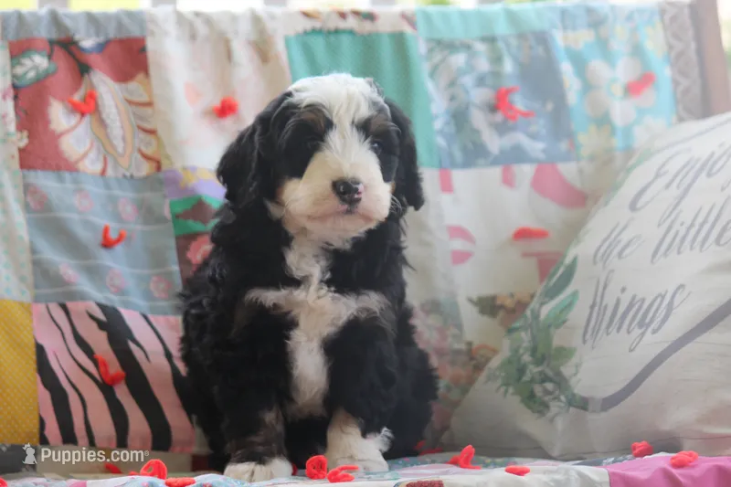 Arney – Miniature Bernedoodle puppy for sale in Stevensville, MT