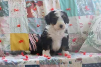 Akins, a male Miniature Bernedoodle for sale in Stevensville, MT – 3 of 4