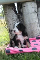 Yarita, a female Miniature Bernedoodle for sale in Stevensville, MT – 3 of 3