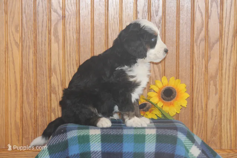 Woody – Miniature Bernedoodle puppy for sale in Stevensville, MT