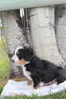Yale, a male Miniature Bernedoodle for sale in Stevensville, MT – 3 of 3