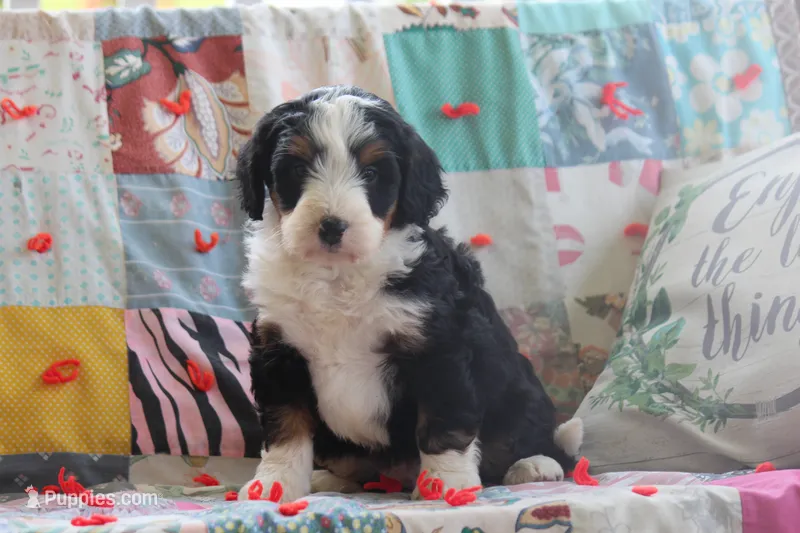 Akins – Miniature Bernedoodle puppy for sale in Stevensville, MT