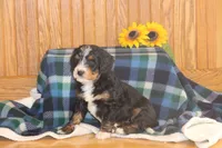 Waldo, a male Miniature Bernedoodle for sale in Stevensville, MT – 3 of 4