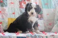 Angie, a female Miniature Bernedoodle for sale in Stevensville, MT – 2 of 3