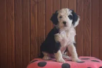 Wrenney, a female Miniature Bernedoodle for sale in Stevensville, MT – 2 of 4