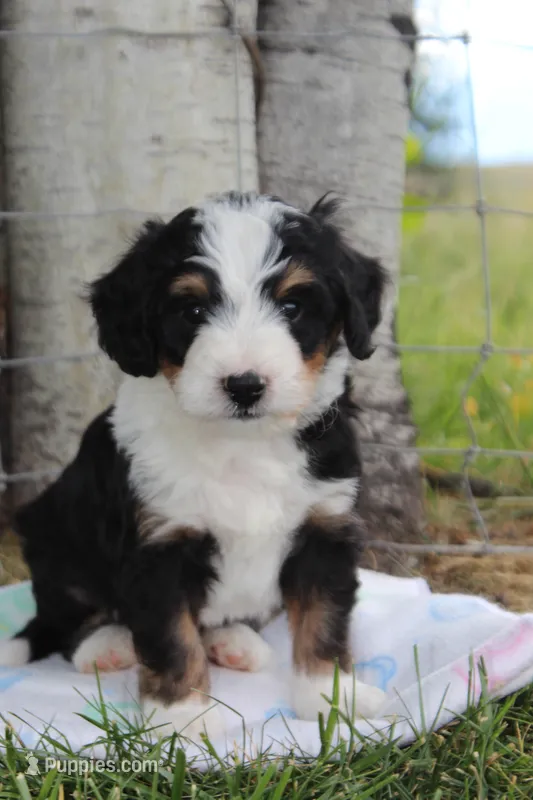 Yale – Miniature Bernedoodle puppy for sale in Stevensville, MT