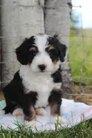 Yale, a male Miniature Bernedoodle for sale in Stevensville, MT – 1 of 3