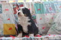 Akins, a male Miniature Bernedoodle for sale in Stevensville, MT – 2 of 4