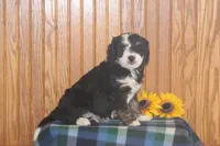 Wally, a male Miniature Bernedoodle for sale in Stevensville, MT – 3 of 3