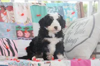 Arney, a male Miniature Bernedoodle for sale in Stevensville, MT – 2 of 3