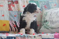 Alec, a male Miniature Bernedoodle for sale in Stevensville, MT – 2 of 4