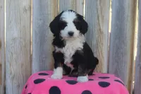 Wayla, a female Miniature Bernedoodle for sale in Stevensville, MT – 3 of 3
