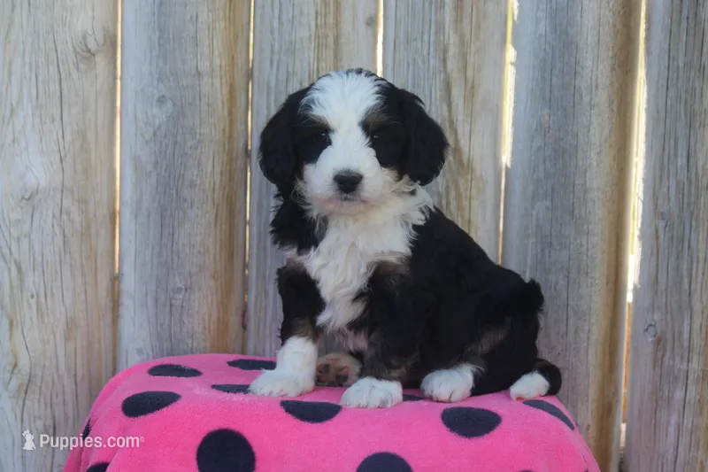 Wayla – Miniature Bernedoodle puppy for sale in Stevensville, MT