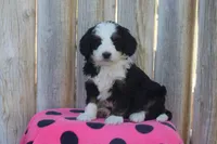 Wayla, a female Miniature Bernedoodle for sale in Stevensville, MT – 1 of 3