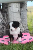 Yara, a female Miniature Bernedoodle for sale in Stevensville, MT – 2 of 4