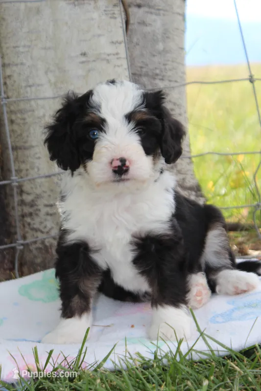 Yanto – Miniature Bernedoodle puppy for sale in Stevensville, MT