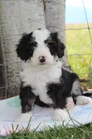 Yanto, a male Miniature Bernedoodle for sale in Stevensville, MT – 1 of 3