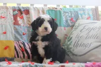 Arney, a male Miniature Bernedoodle for sale in Stevensville, MT – 3 of 3